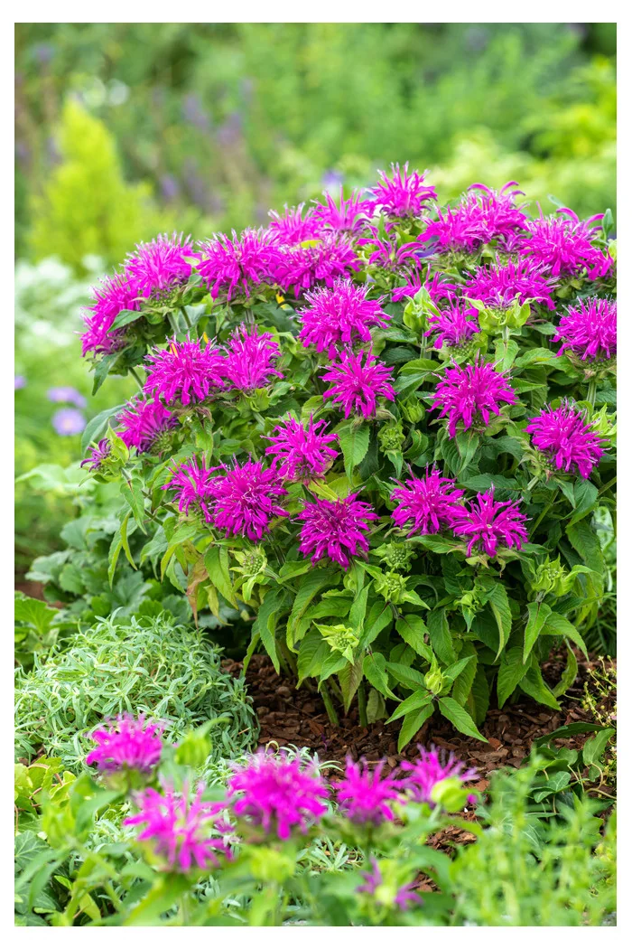 Pysznogłówka 'Balmy Lilac' | Monarda