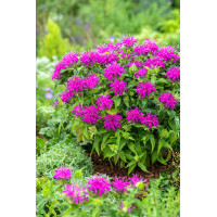 Pysznogłówka 'Balmy Lilac' | Monarda
