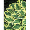 Funkia 'Forest Fire' Hosta