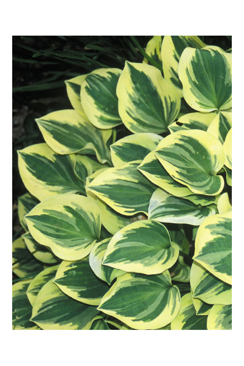Funkia 'Forest Fire' Hosta