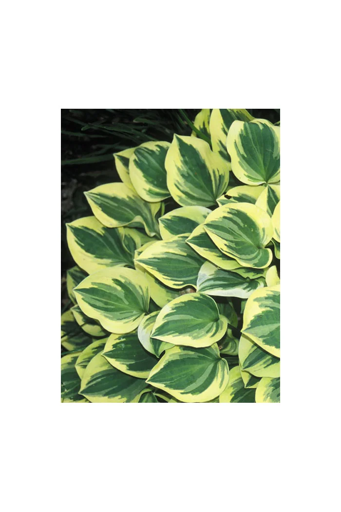 Funkia 'Forest Fire' Hosta