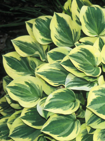 Funkia 'Forest Fire' Hosta