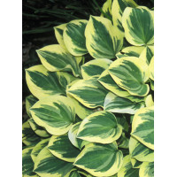 Funkia 'Forest Fire' Hosta