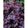 Żurawka 'Rex Purple'| Heuchera
