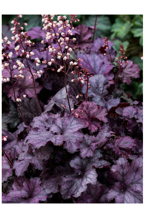 Żurawka 'Rex Purple'| Heuchera
