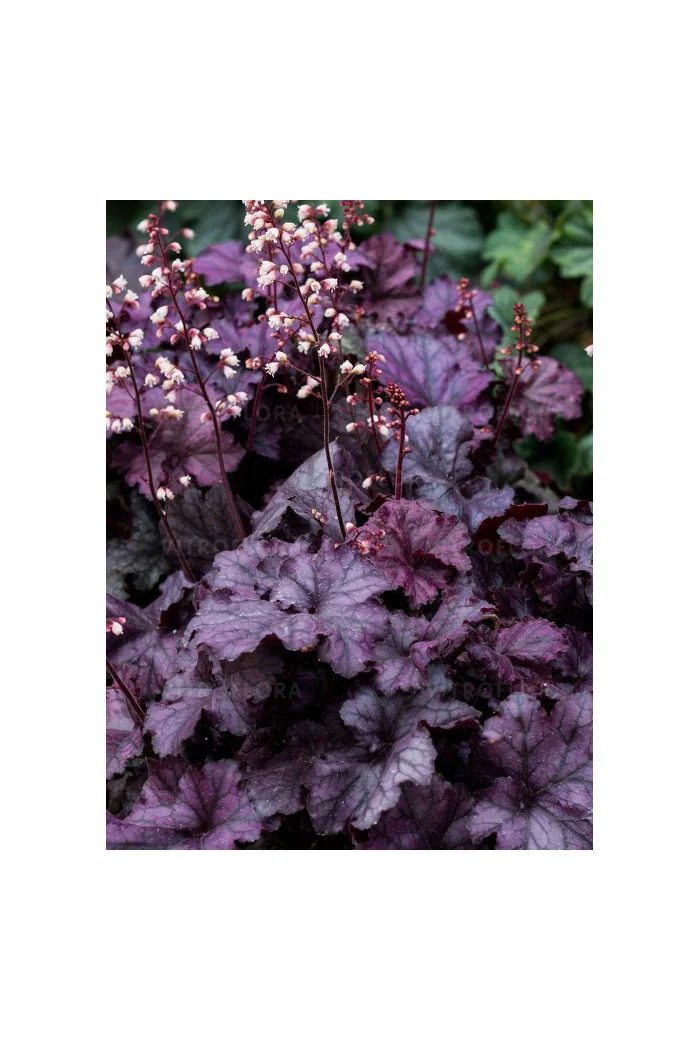 Żurawka 'Rex Purple'| Heuchera