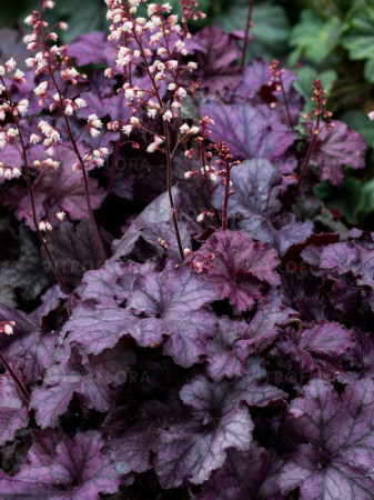 Żurawka 'Rex Purple'| Heuchera