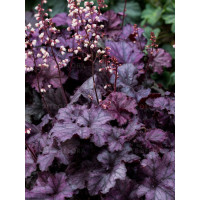 Żurawka 'Rex Purple'| Heuchera
