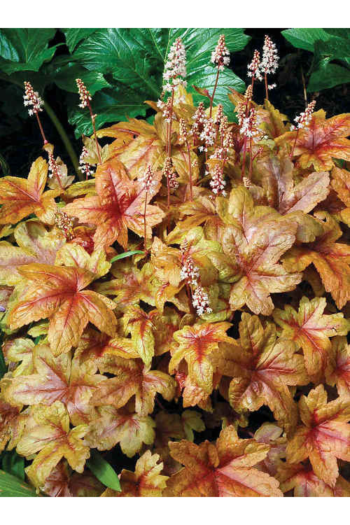 Żuraweczka 'Brass Lantern' | Heucherella