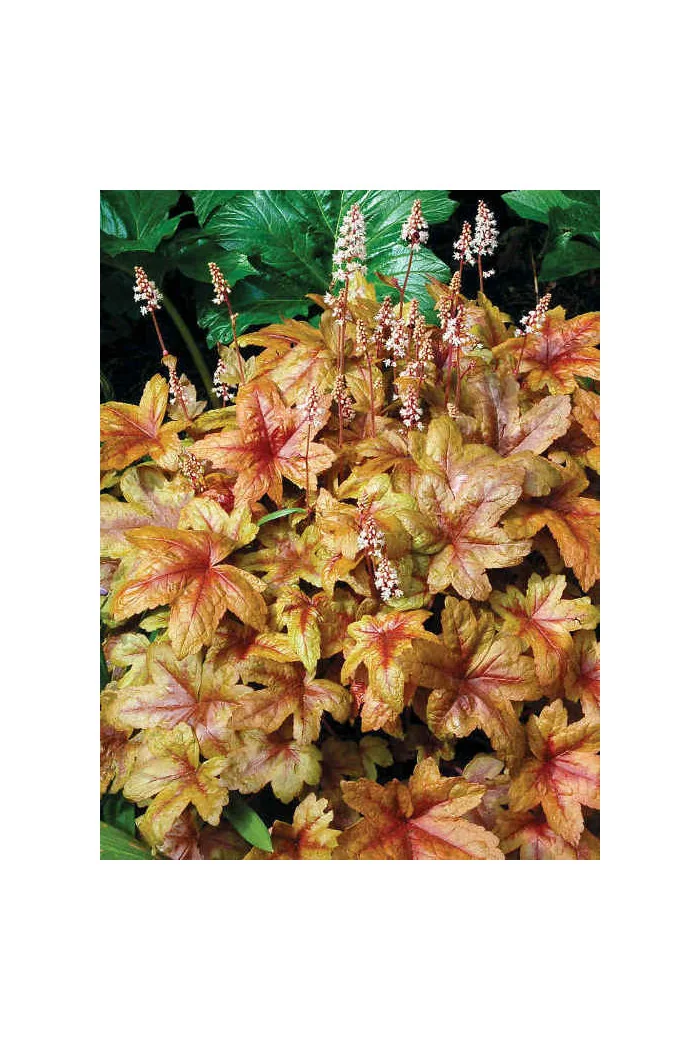 Żuraweczka 'Brass Lantern' | Heucherella