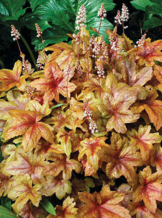 Żuraweczka 'Brass Lantern' | Heucherella