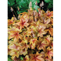 Żuraweczka 'Brass Lantern' | Heucherella