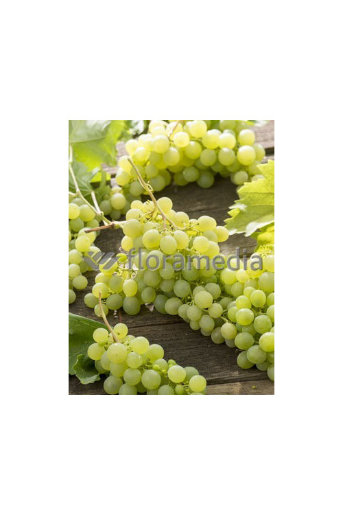 Winorośl 'Iza Zaliwska' | Vitis