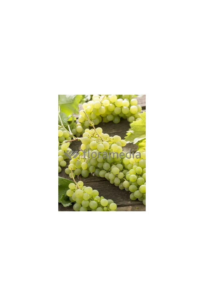 Winorośl 'Iza Zaliwska' | Vitis