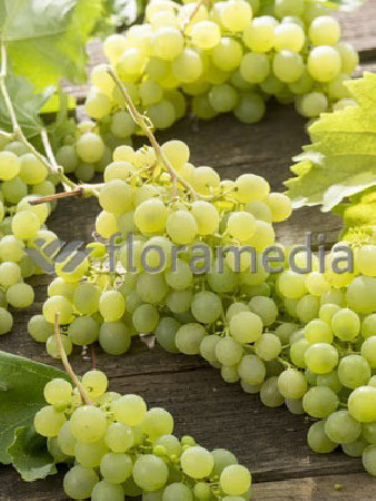 Winorośl 'Iza Zaliwska' | Vitis