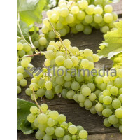 Winorośl 'Iza Zaliwska' | Vitis