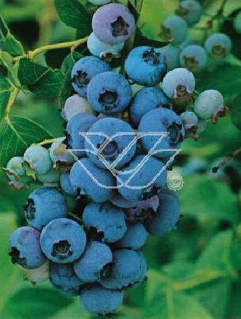 Borówka wysoka (amerykańska) 'Northland' Vaccinium corymbosum