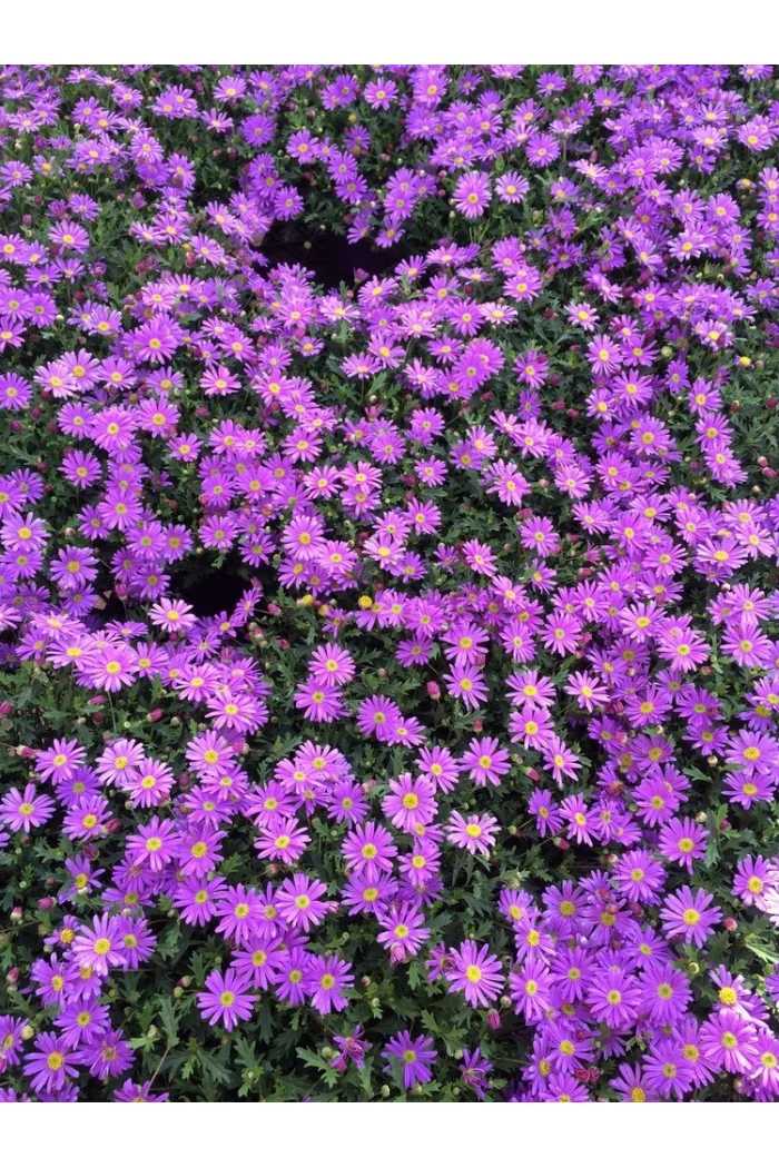 Czubatka ubiorkolistna, brachycome