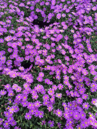 Czubatka ubiorkolistna, brachycome