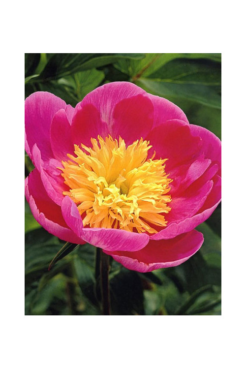 Piwonia chińska 'Władysława' Paeonia lactiflora