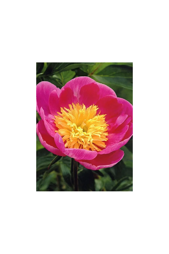 Piwonia chińska 'Władysława' Paeonia lactiflora