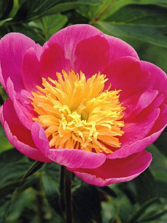 Piwonia chińska 'Władysława' Paeonia lactiflora
