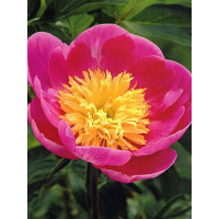 Piwonia chińska 'Władysława' Paeonia lactiflora