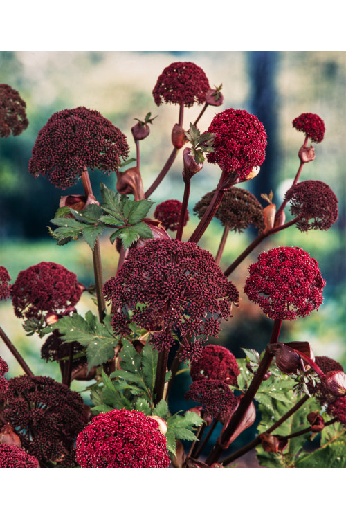 Dzięgiel ozdobny | Angelica gigas