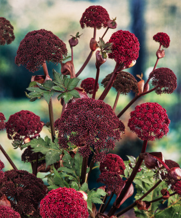 Dzięgiel ozdobny | Angelica gigas