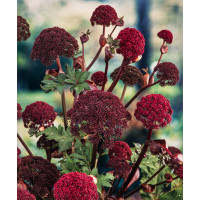 Dzięgiel ozdobny | Angelica gigas