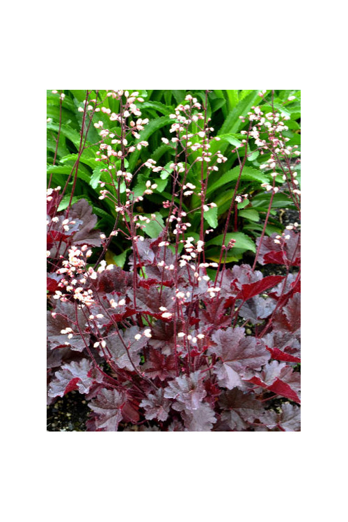 Żurawka 'Little Cutie Coco' Heuchera