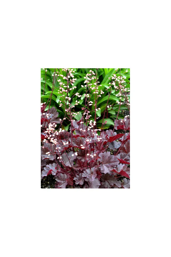 Żurawka 'Little Cutie Coco' Heuchera