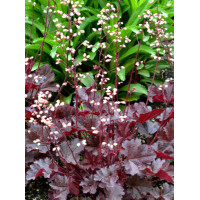 Żurawka 'Little Cutie Coco' Heuchera