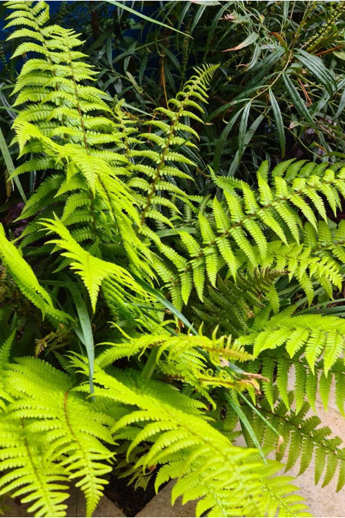 Paprotnik szczecinkozębny 'Herrenhausen' | Polystichum setiferum