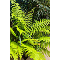 Paprotnik szczecinkozębny 'Herrenhausen' | Polystichum setiferum