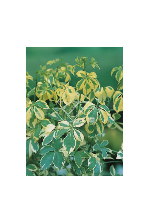 Kolcosił Siebolda 'Variegatus' Eleutherococcus sieboldianusi