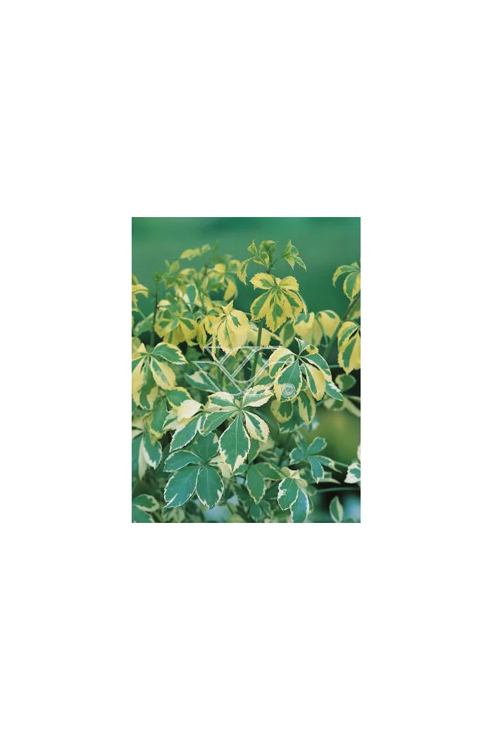 Kolcosił Siebolda 'Variegatus' Eleutherococcus sieboldianusi