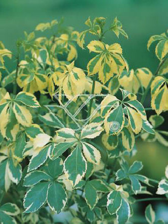 Kolcosił Siebolda 'Variegatus' Eleutherococcus sieboldianusi