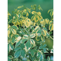 Kolcosił Siebolda 'Variegatus' Eleutherococcus sieboldianusi