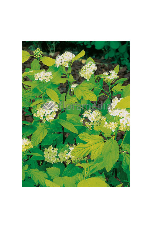 Pęcherznica kalinolistna 'Luteus' Physocarpus opulifolius