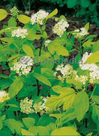 Pęcherznica kalinolistna 'Luteus' Physocarpus opulifolius