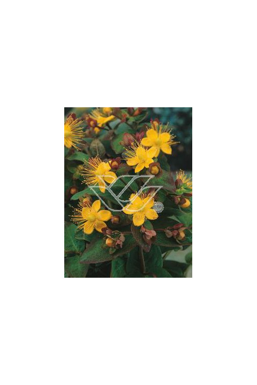 Dziurawiec bezwonny 'Autumn Blaze' Hypericum inodorum