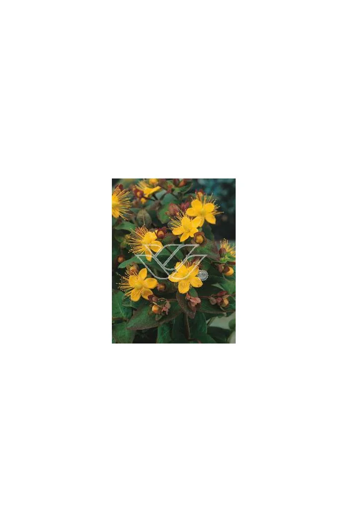 Dziurawiec bezwonny 'Autumn Blaze' Hypericum inodorum