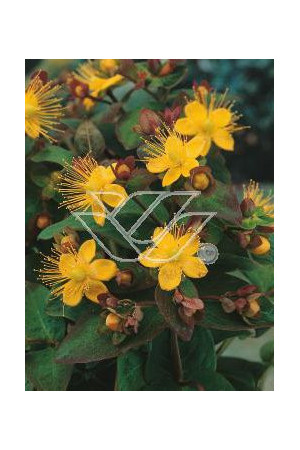 Dziurawiec bezwonny 'Autumn Blaze' Hypericum inodorum