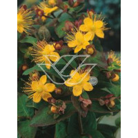 Dziurawiec bezwonny 'Autumn Blaze' Hypericum inodorum