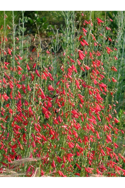 Penstemon bródkowy 'Coccineus' Penstemon barbatus