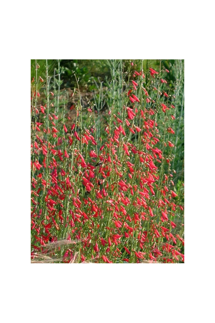 Penstemon bródkowy 'Coccineus' Penstemon barbatus