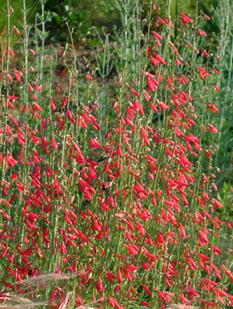 Penstemon bródkowy 'Coccineus' Penstemon barbatus
