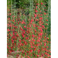 Penstemon bródkowy 'Coccineus' Penstemon barbatus