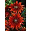 Rudbekia 'SmileyZ Loving' | Rudbeckia